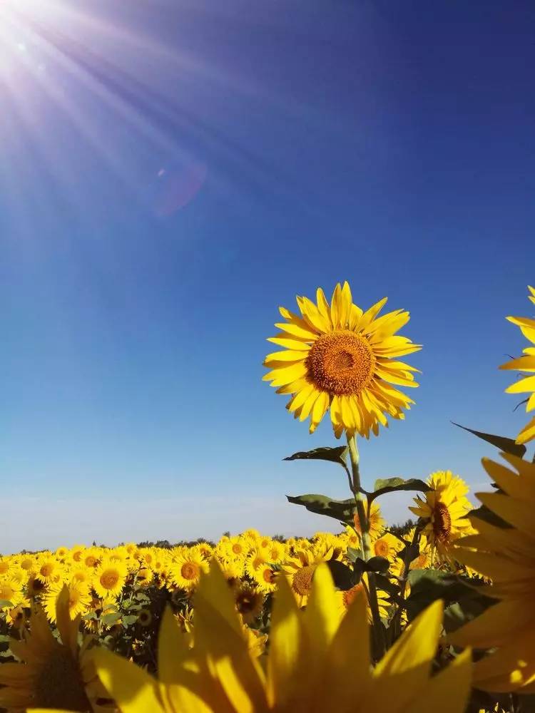 【花花視界?向陽花節】向陽花開 我一直在 你是否來