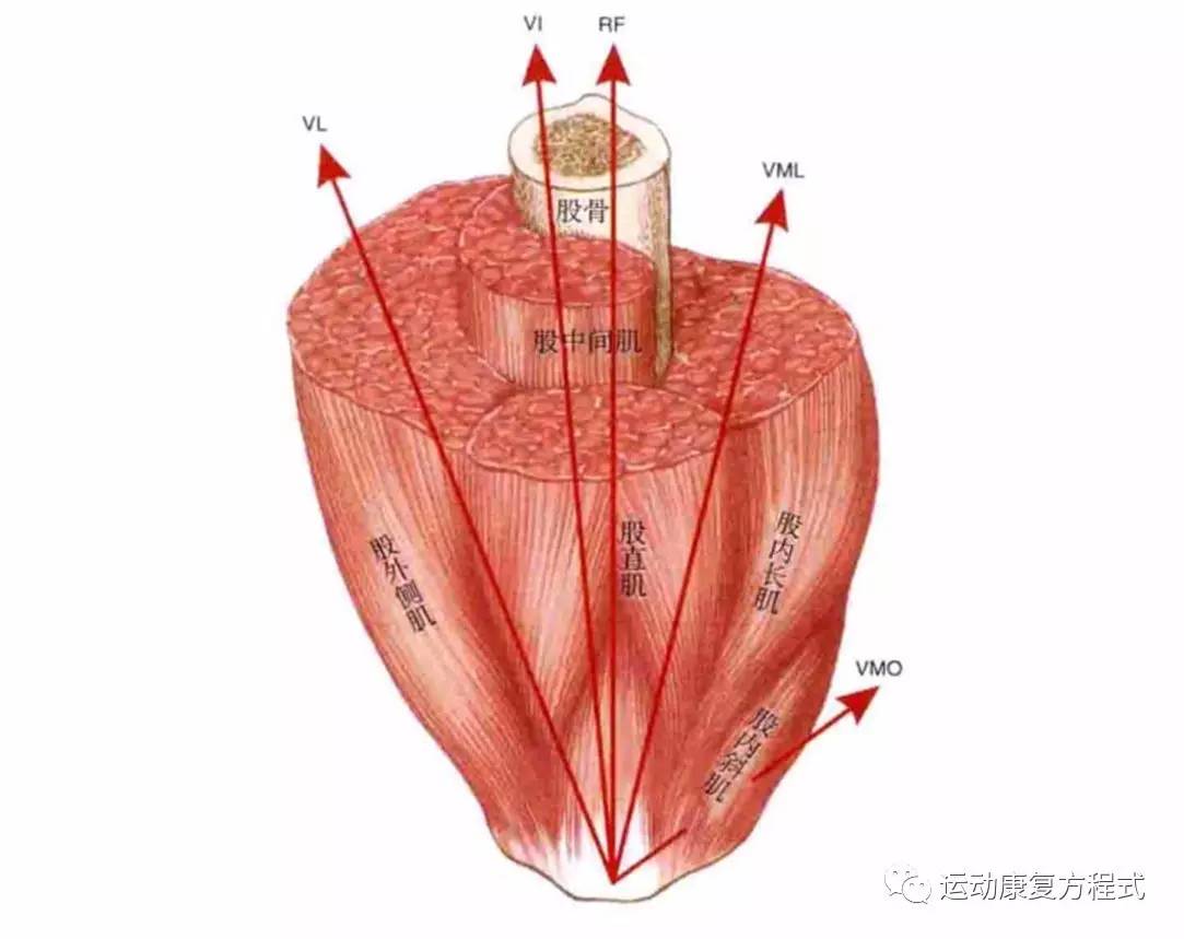 四头肌在哪里图解图片