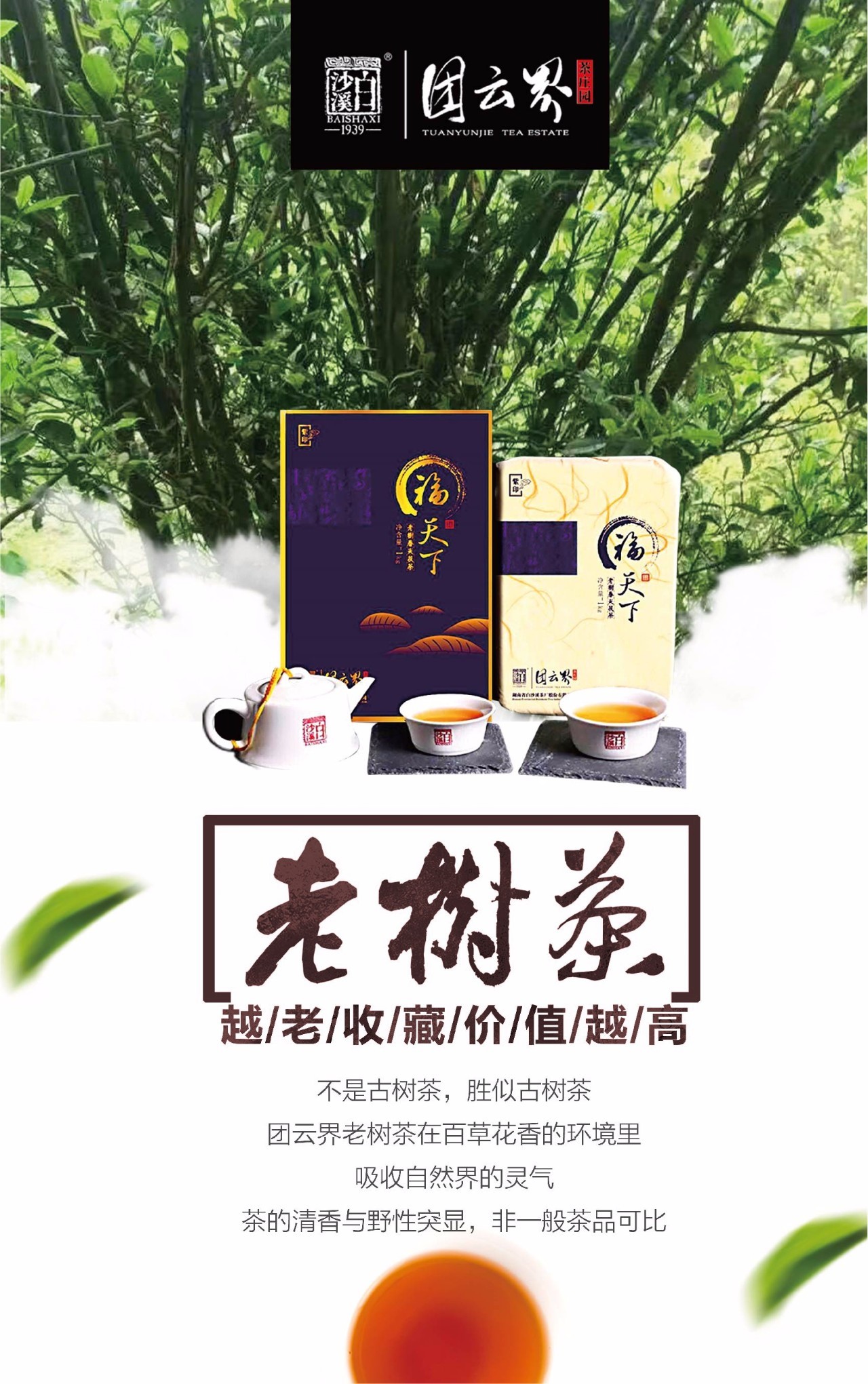 吸收自然界的灵气,茶的清香与野性突显,非一般茶品可比 5,老树茶,越