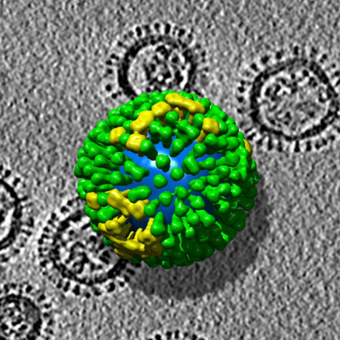 流感病毒在人体内的变异可预测病毒的全球蔓延趋势