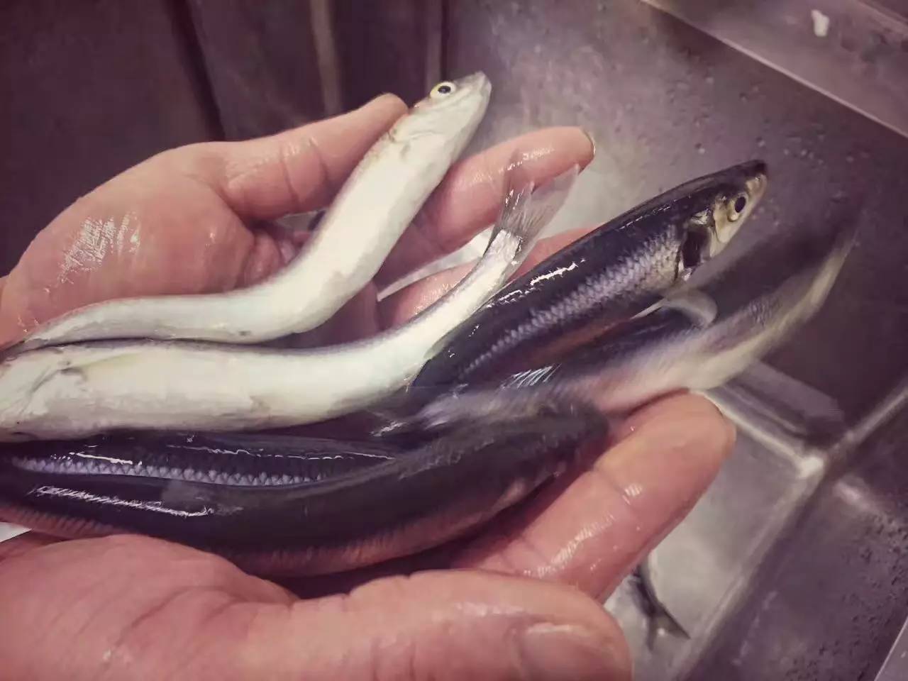 食材抗浪魚雲南撫仙湖獨有的魚種是形影不離的水底鴛鴦