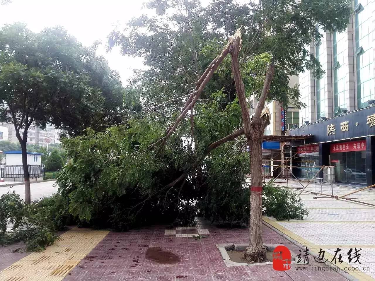 今天早上小编路过长城路,有些树枝直接是整个头被折断,只剩树躯干