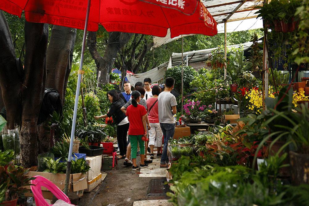 广州芳村花鸟鱼虫市场图片