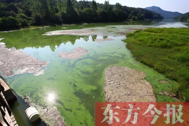 有网友也给东方今报·猛犸新闻发来了现场拍摄到的照片,他们担心蓝藻