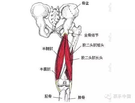 运动防护 股四头肌