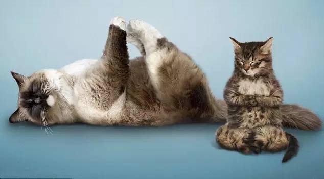 大猫趴瑜伽体式图片