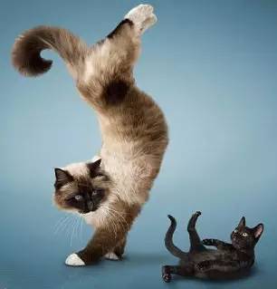 大猫伸展瑜伽体式图片