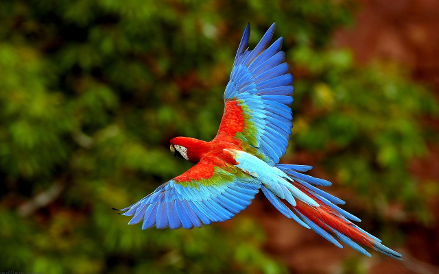 西印度群岛的红绿金刚鹦鹉会在河边的洞中筑巢,长着有力的喙,可以将