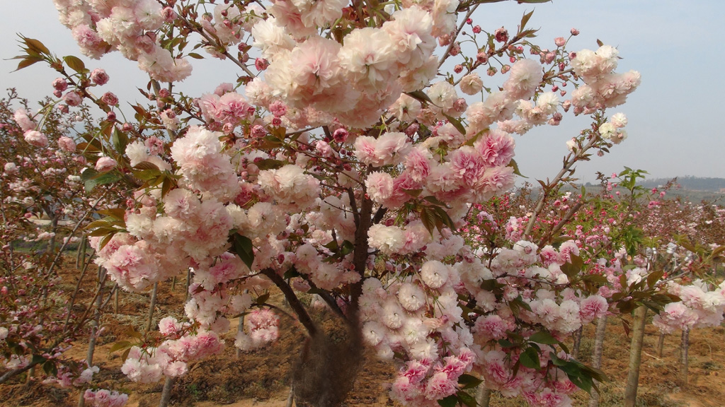 普贤象樱—城市,公园景区绿化的樱花最佳品种