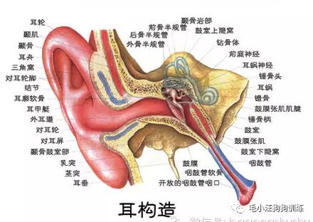 猫耳朵结构图片图片