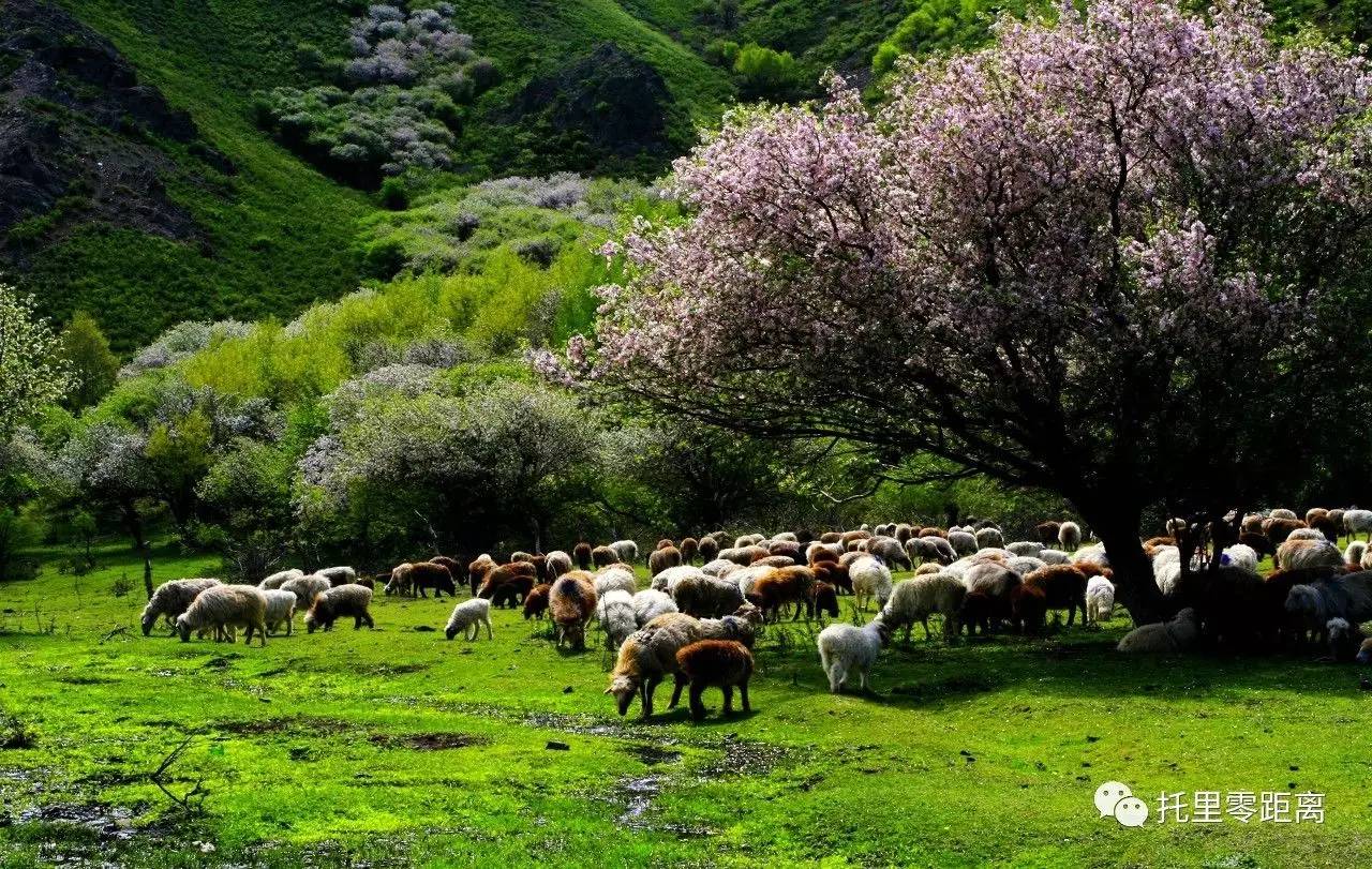 新疆托里县生态园图片