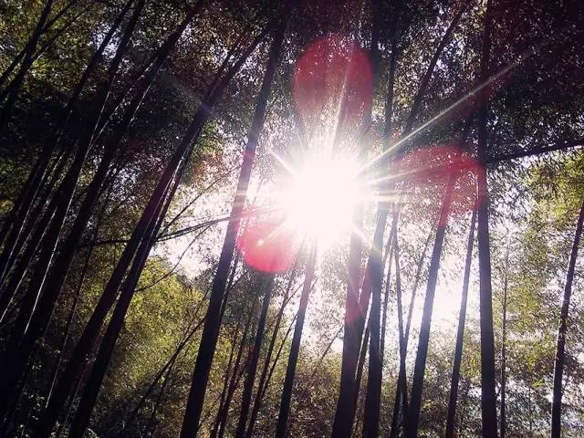 天目山寺院齐素萍图片