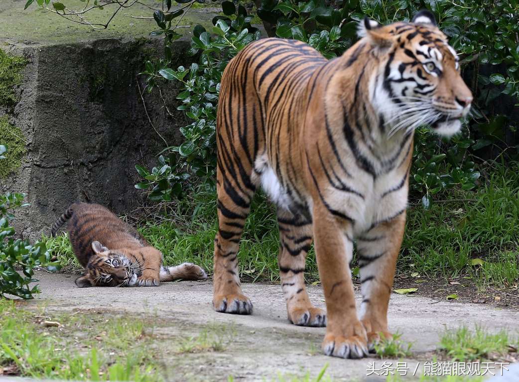 孟加拉虎灭绝图片
