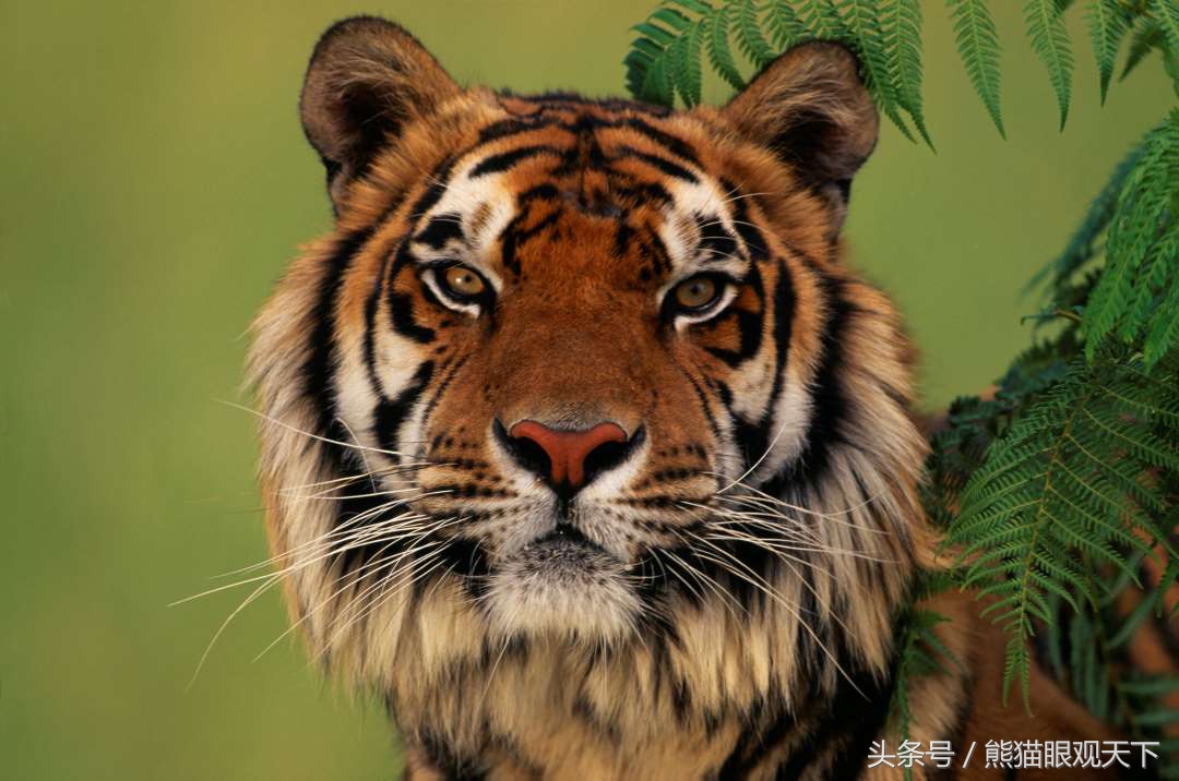 世界24种濒危动物图片