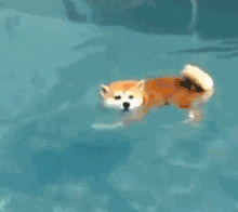 柴犬游泳的gif表情包图片