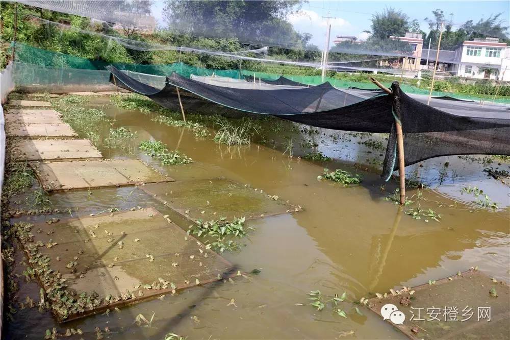 一场暴雨,洪水泛滥,淹没整个养殖场,导致至少4万只基地的青蛙被淹死