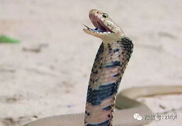 莫桑比克眼镜蛇图片