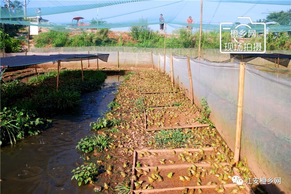 张炯的乡间生态农场青蛙养殖基地13亩,青蛙数十万只