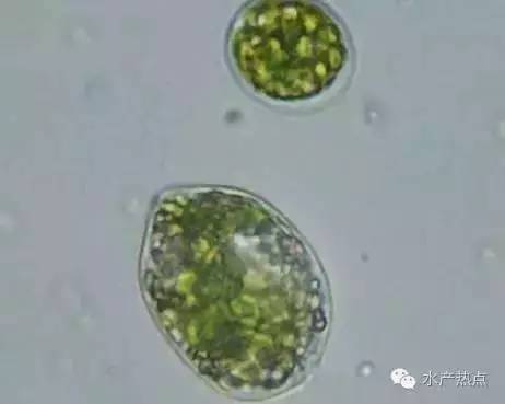 甲藻图片显微镜下图片