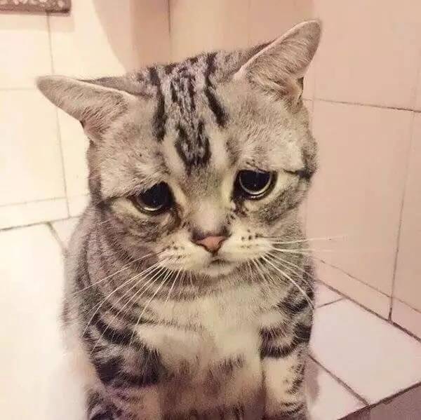 表情包猫 可怜图片