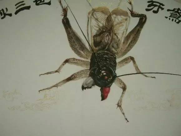古谱蟋蟀10大奇虫图片