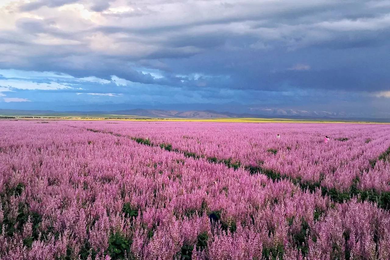 中国最美花海图片