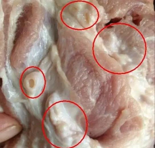 淋巴肉指猪身上被分割,摘除下来的甲状腺,胸腺,淋巴结,肾上腺等原本