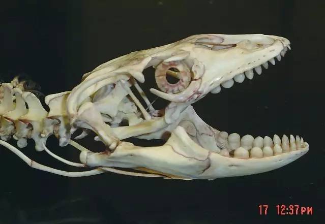 尼罗河巨蜥牙齿图片