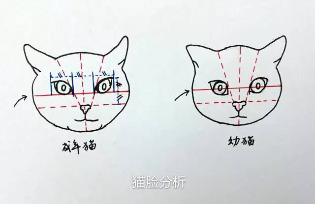 猫的画法鼻子图片