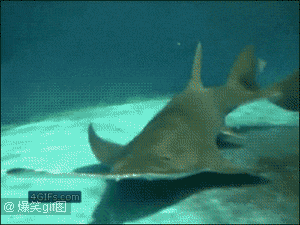 鲨鱼吃小狗动态图图片