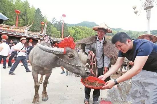 春分犒劳耕牛图片图片