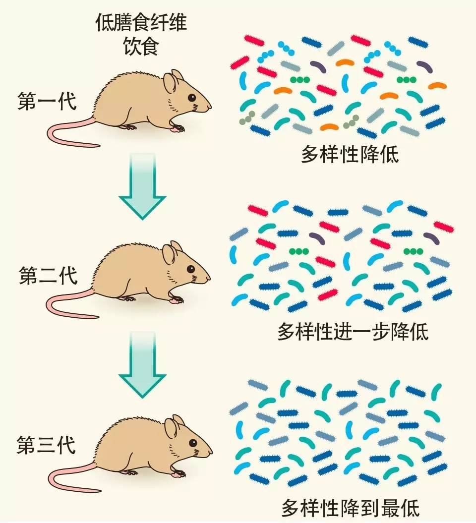 【热心肠先生】什么是人类肠道健康第一杀手?