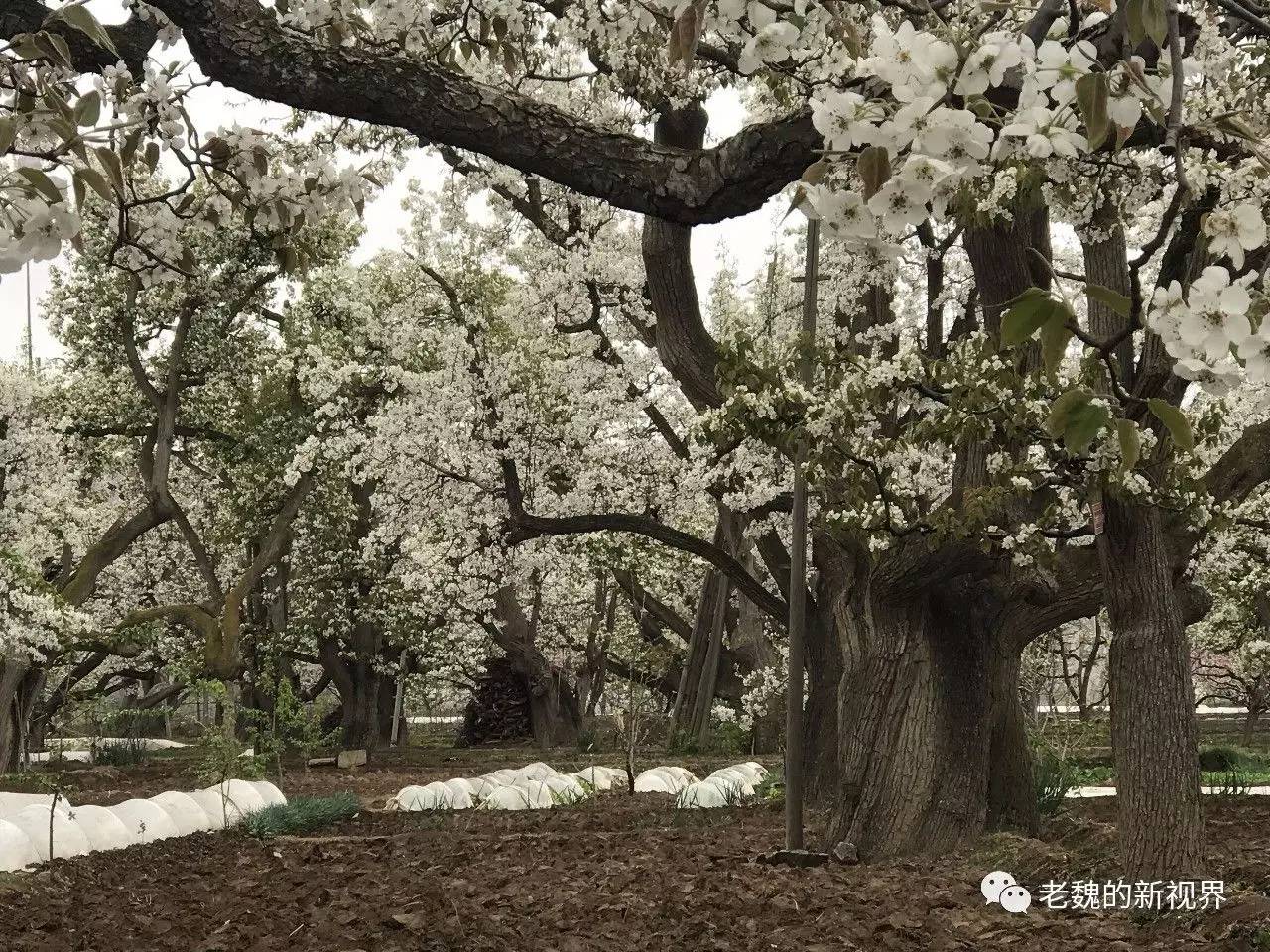 乡土传奇:最后一枪(1)红狼误入梨花岛