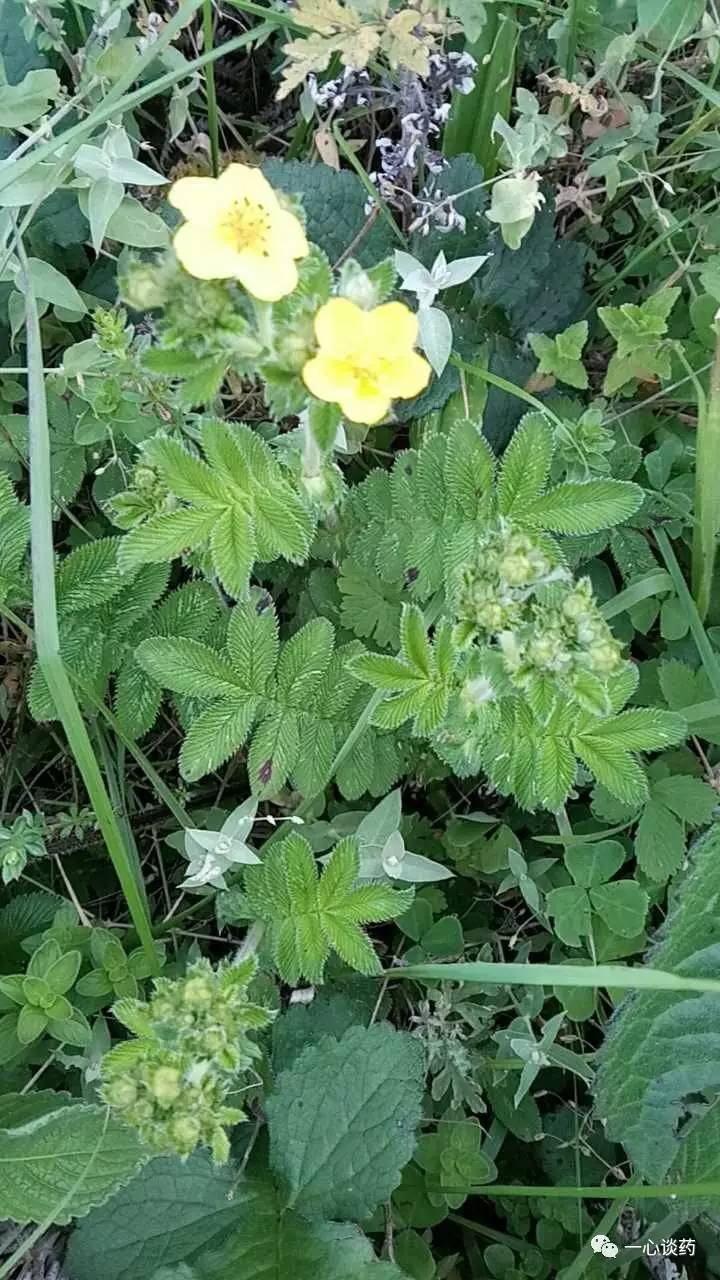 白薇紫丹參滇紫草半夏天南星玉竹金錢草土大黃仙茅白芷天南星虎掌草②