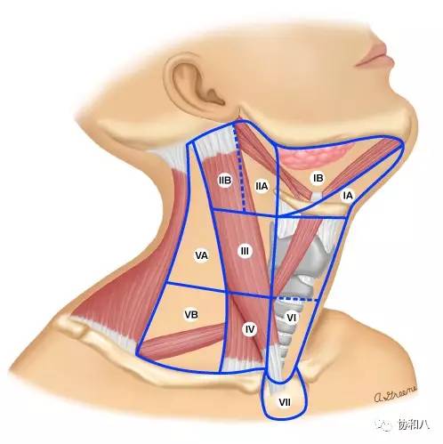 颈部淋巴位置图图片
