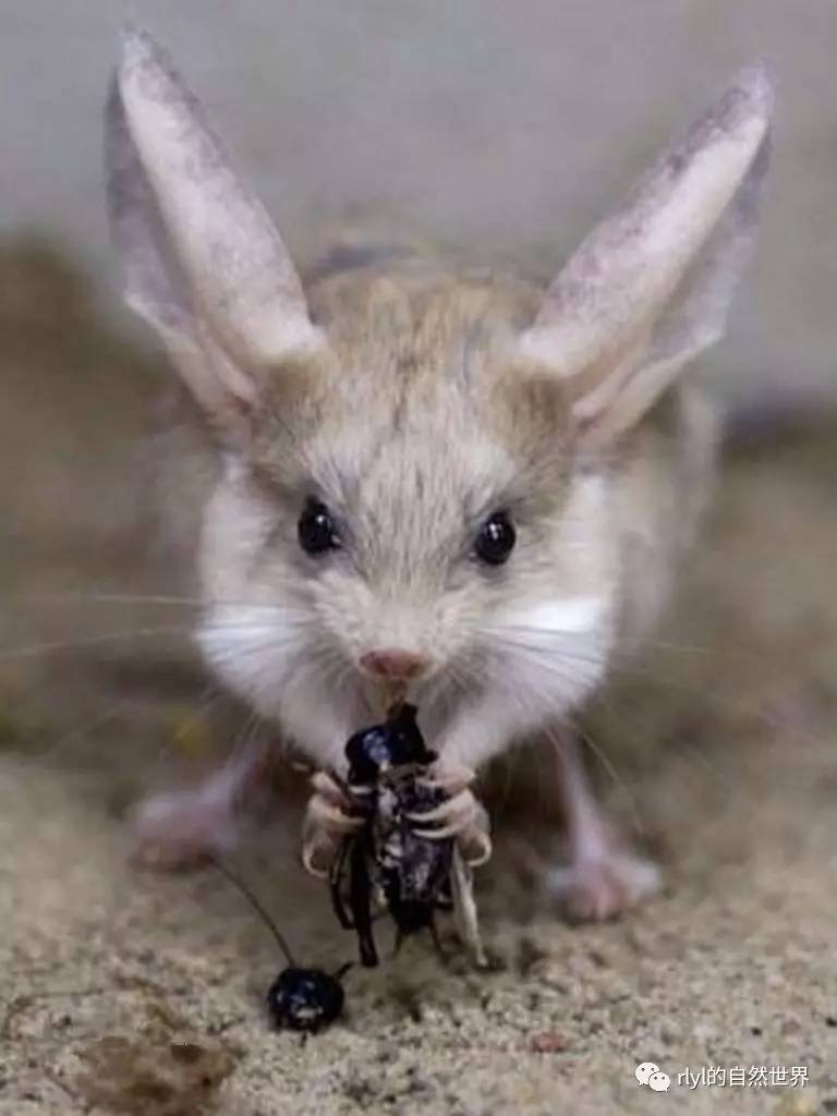 沙漠中的米老鼠长耳跳鼠