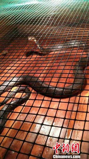 云南:剧毒眼镜王蛇潜入居民区 被警方捕获