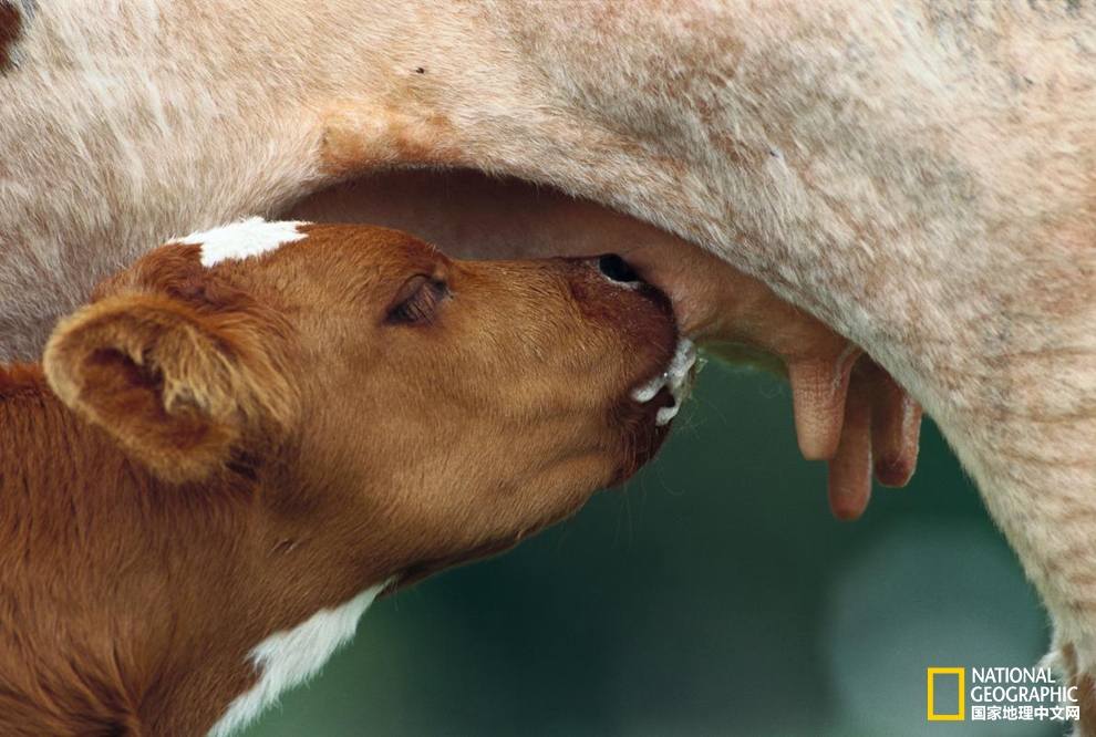 世界母乳喂养周动物母亲哺乳的甜蜜时刻