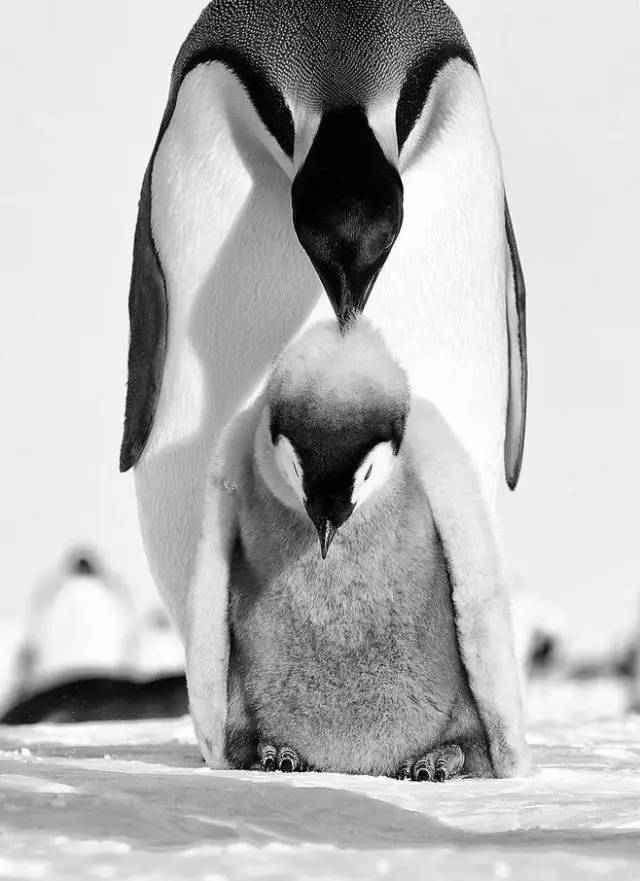 企鹅先森的荷尔蒙图片
