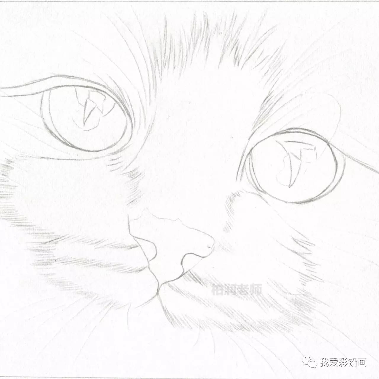 猫咪眼睛图片简单画法图片