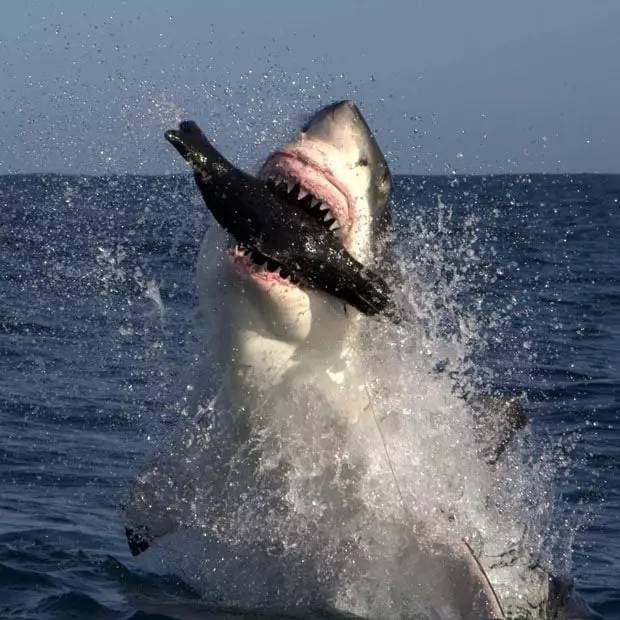 大白鲨加速