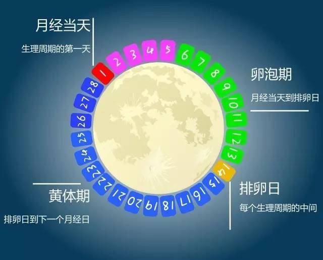 每个女生周期在25天到35天不等,平均为28天