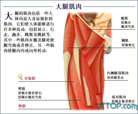 了解我们自己人体结构解剖图