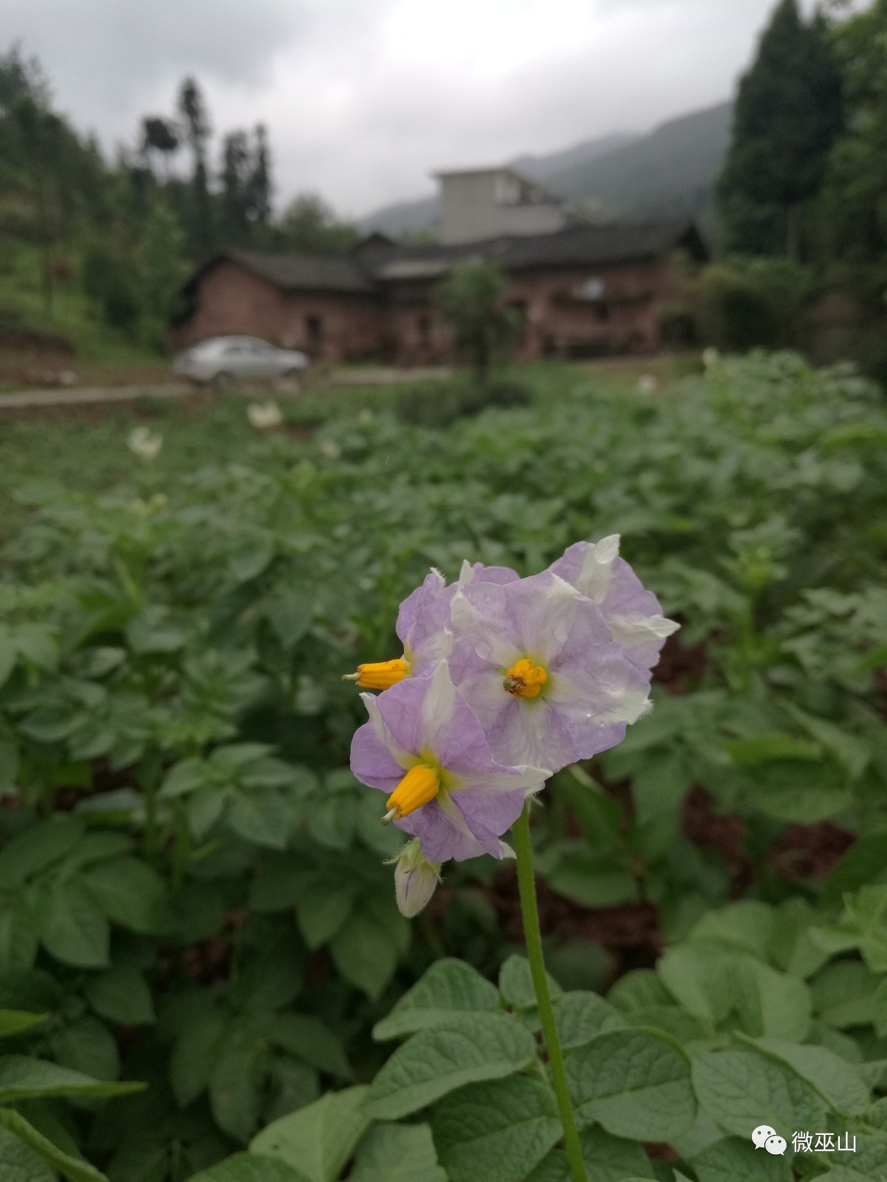 巫山三大坨最出名最好吃的是米搭洋芋