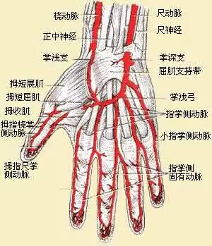 当大拇指压着小指,小指是被动弯曲,不用调用到屈肌腱,无名指就能够