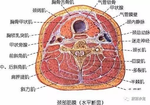 颌面部肌肉断层解剖图片