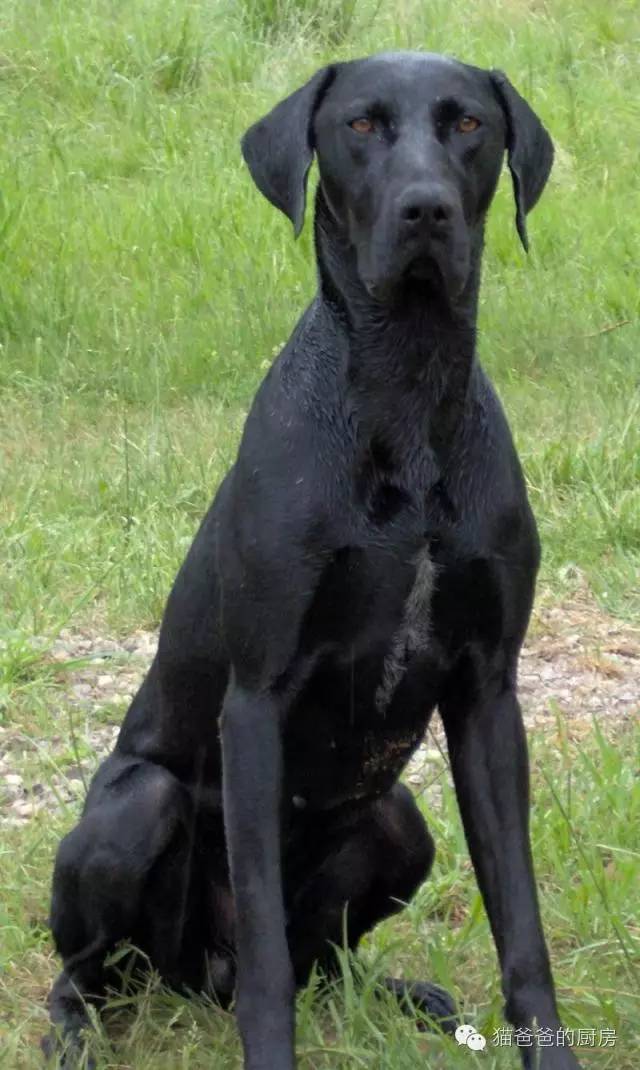 波音达猎犬黑色图片
