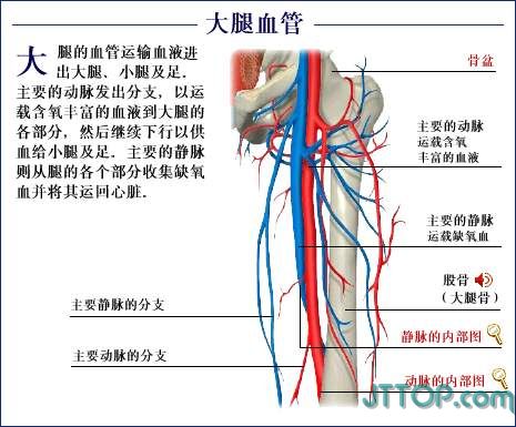 大腿肌肉膝部血管膝部肌肉上腹部下腹部胸部肝脏解剖脾脏,肾脏及胰腺