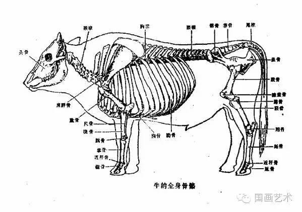 牛骨架 解剖图图片