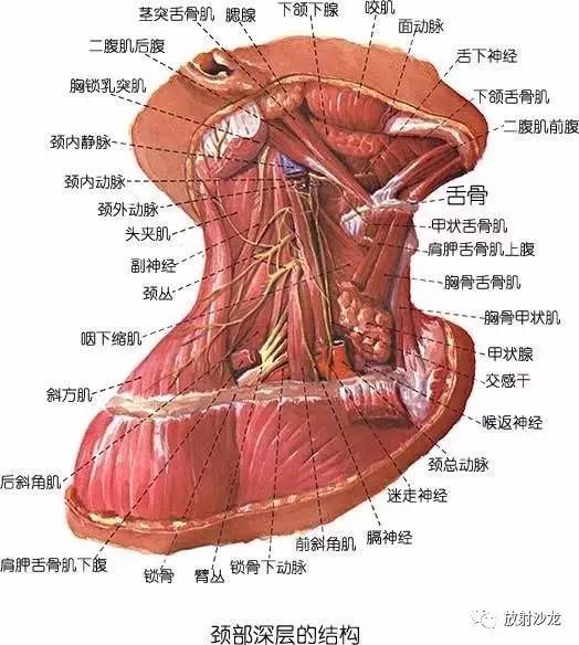 颈部肌肉断层解剖图谱图片